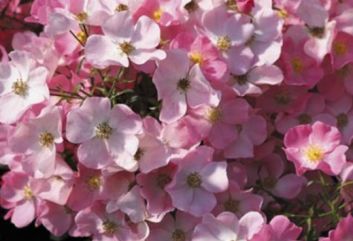 Lijst Excellence Rozen