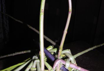 Vogelhuisje van wilgentakken