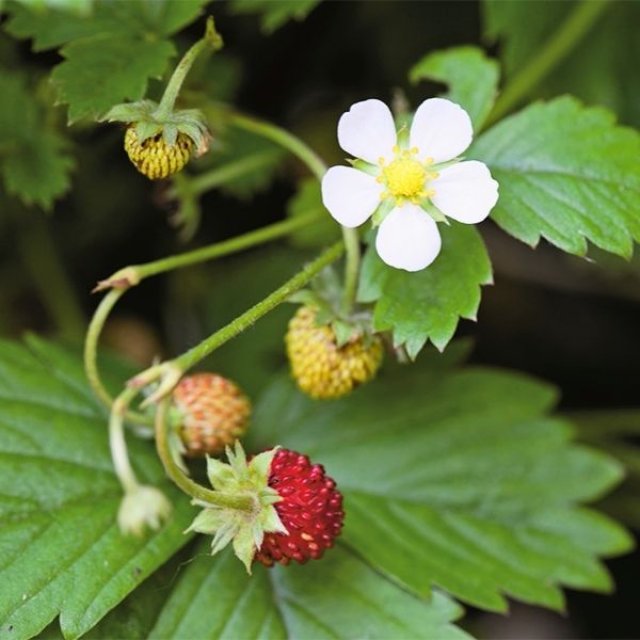 Zelf kruidenthee maken? 10 planten voor thee uit eigen tuin