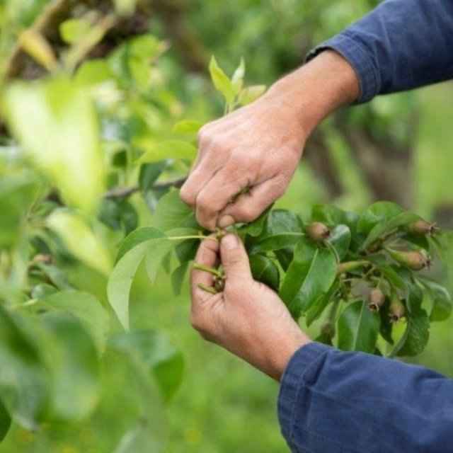 Mei op kasteel Hex: waarom tuinbaas Gust minder maait en elke dag plant