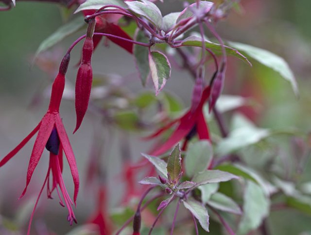 10 rijkbloeiende struiken die je tuin structuur geven