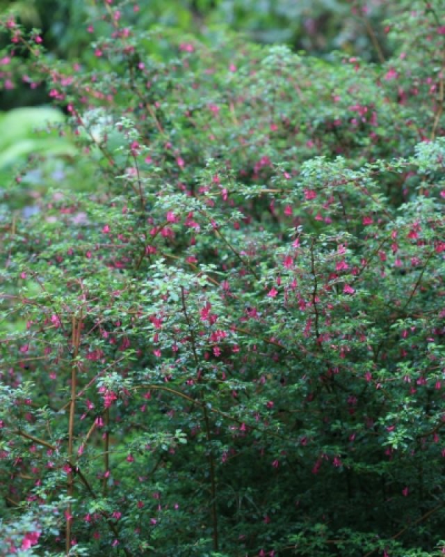 De comeback van de fuchsia: 7 winterharde soorten die lang bloeien