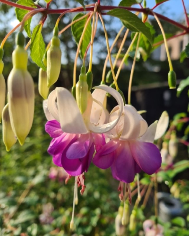 De comeback van de fuchsia: 7 winterharde soorten die lang bloeien