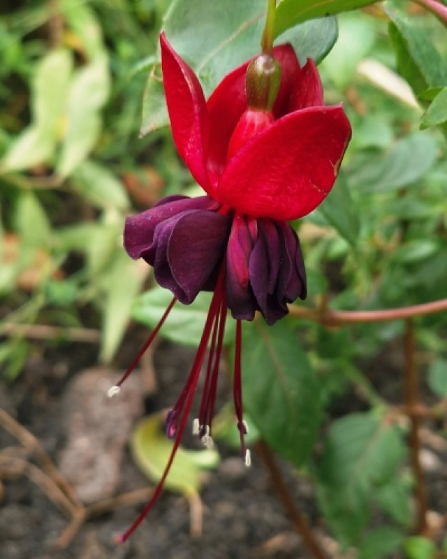 De comeback van de fuchsia: 7 winterharde soorten die lang bloeien