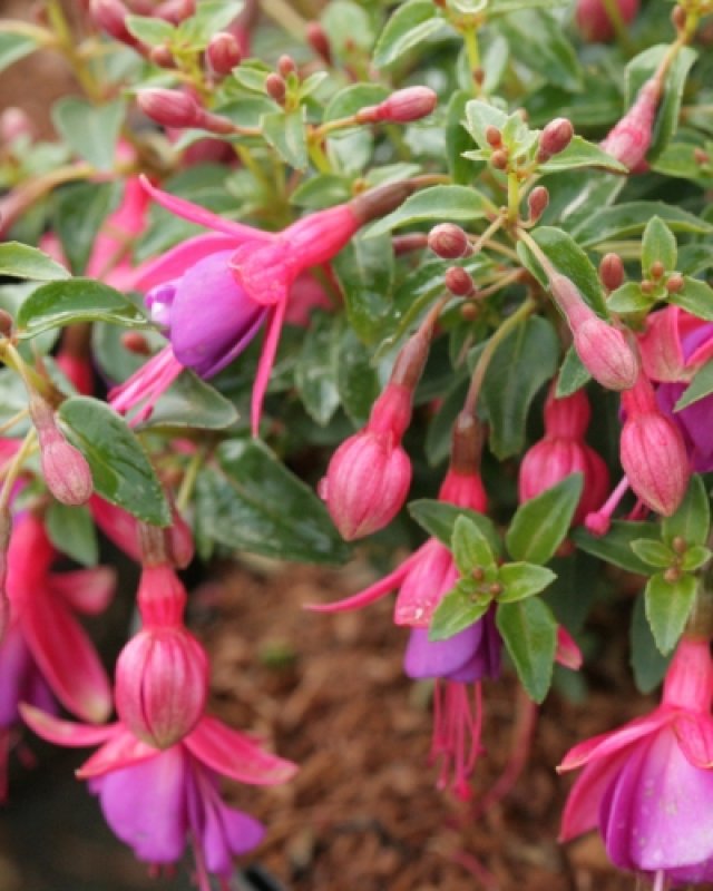 De comeback van de fuchsia: 7 winterharde soorten die lang bloeien