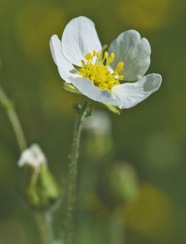 Ganzerik (Potentilla): sterk, laag en slakbestendig