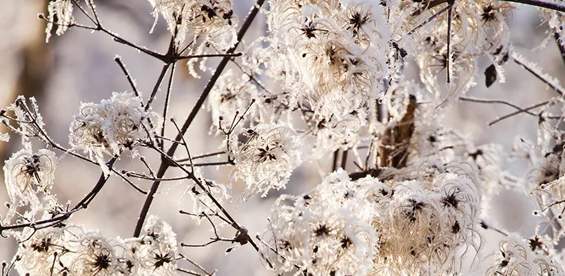 Laat maar staan: 6 toppers voor een wintersilhouet