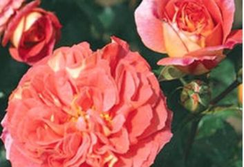 Lijst Excellence Rozen