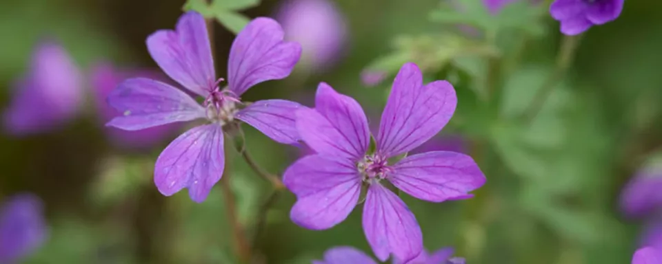 Afbeelding Geranium pyrenaicum ‘Bill Wallis’
