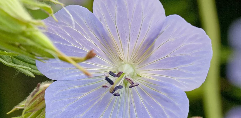 Geranium pratense ‘Mrs Kendall Clark’