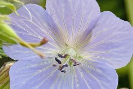 Geranium pratense ‘Mrs Kendall Clark’