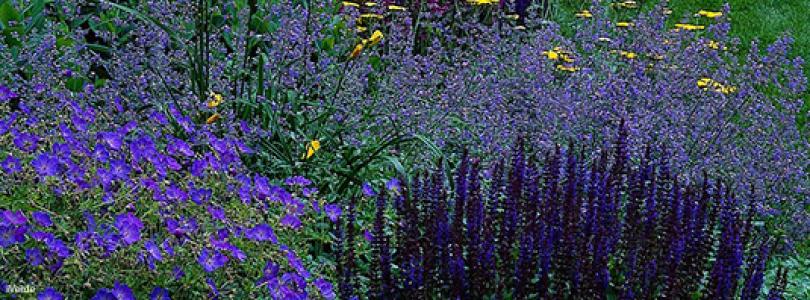 Planten voor een levende tuin