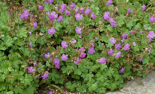 De 10 beste bodembedekkers