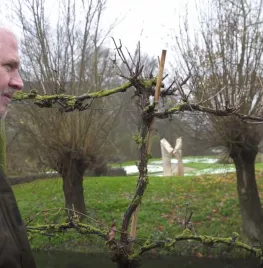 Hoe snoei je een druif in de winter (video)