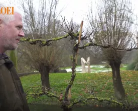 Hoe snoei je een druif in de winter (video)