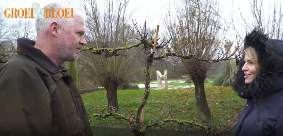 Afbeelding Hoe snoei je een druif in de winter (video)