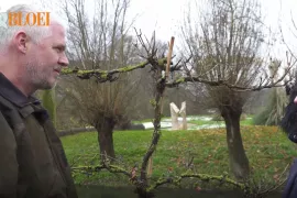 Hoe snoei je een druif in de winter (video)