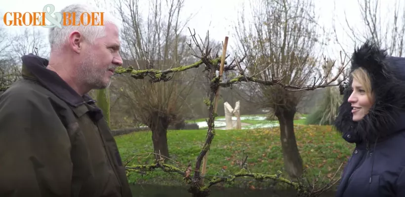 Hoe snoei je een druif in de winter (video)