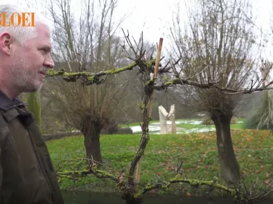 Hoe snoei je een druif in de winter (video)