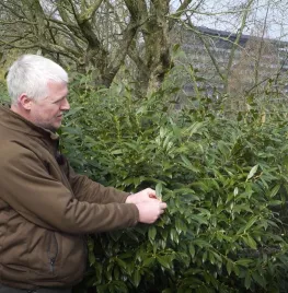 Laurierkers of Prunus laurocerasus snoeien en verjongen (video)