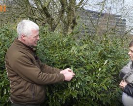 Laurierkers of Prunus laurocerasus snoeien en verjongen (video)