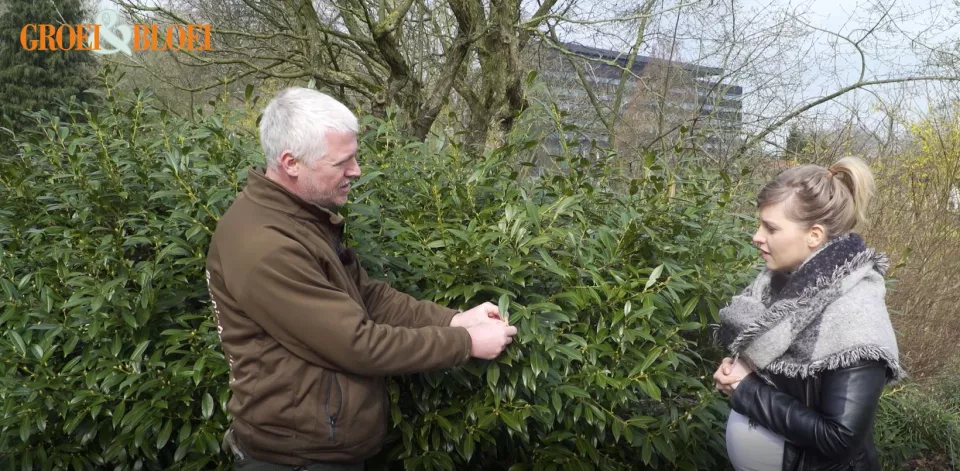 Afbeelding Laurierkers of Prunus laurocerasus snoeien en verjongen (video)