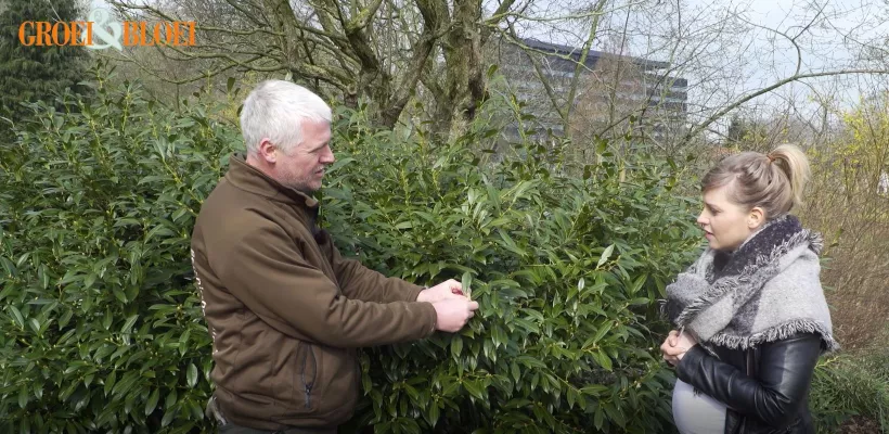 Laurierkers of Prunus laurocerasus snoeien en verjongen (video)