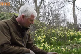 Stinzenplanten voor bloei in winter en voorjaar (video)