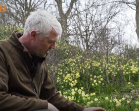 Stinzenplanten voor bloei in winter en voorjaar (video)