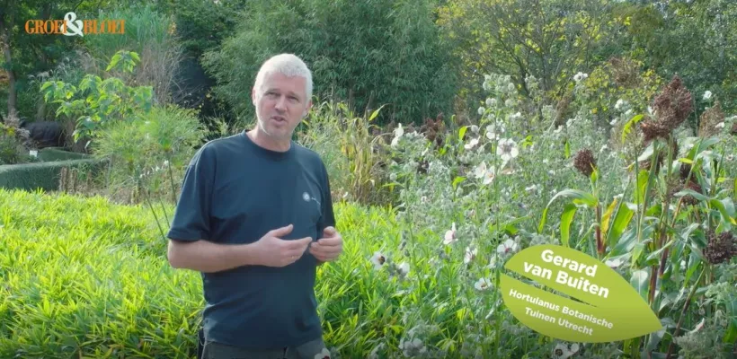 Zaden oogsten om zelf te zaaien (video)