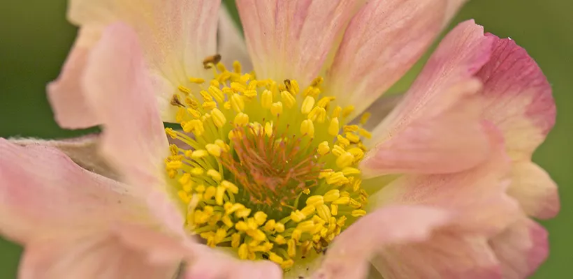 Geum rivale ‘Mai Tai’