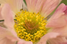 Geum rivale ‘Mai Tai’