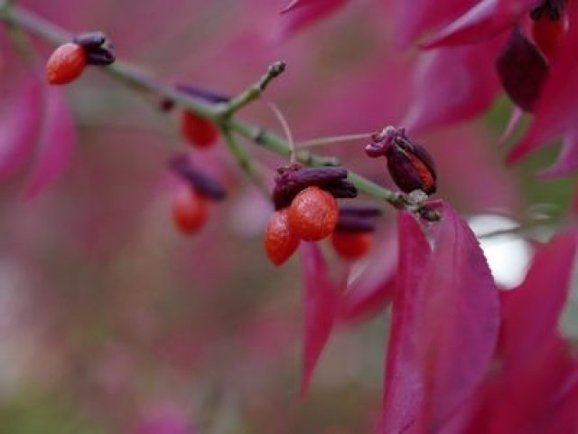 Herfstkleur in de tuin met deze 7 planten