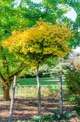 Varieer met duurzaam gekweekte planten en bomen