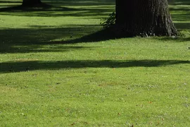 Grasmaaisel: laten liggen of afvoeren?