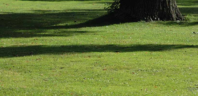 Grasmaaisel: laten liggen of afvoeren?