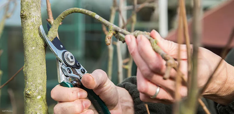 Wanneer en hoe snoei je de appelboom en perenboom