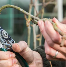 Wanneer en hoe snoei je de appelboom en perenboom