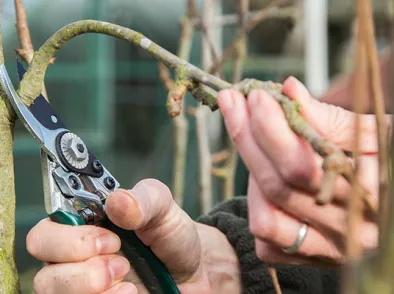 Wanneer en hoe snoei je een appelboom of perenboom?