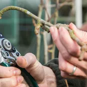 Wanneer en hoe snoei je de appelboom en perenboom
