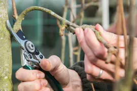 Wanneer en hoe snoei je een appelboom of perenboom?