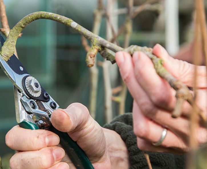 Wanneer en hoe snoei je de appelboom en perenboom