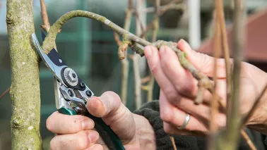 Wanneer en hoe snoei je een appelboom of perenboom?