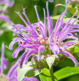 Zaad bestellen van Monarda fistulosa