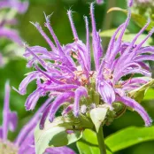 Zaad bestellen van Monarda fistulosa