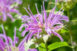 Zaad bestellen van Monarda fistulosa