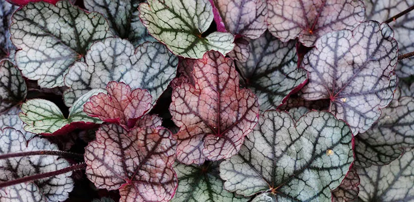 Waardevolle bladplanten