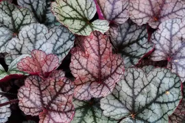 Waardevolle bladplanten