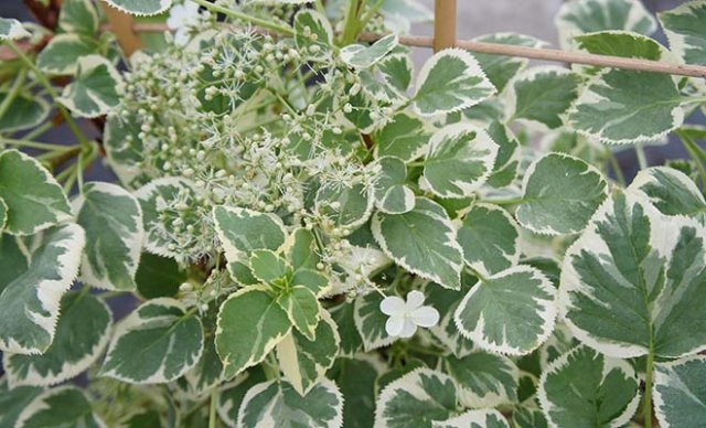 10 heerlijke hortensia’s