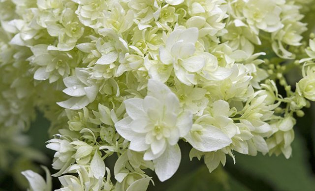 10 heerlijke hortensia’s